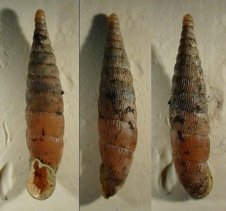 Bulgarica (Denticularia) denticulata (OLIVIER, 1801)